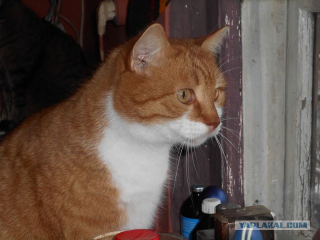 Жизнь домашнего приюта для котеек 95