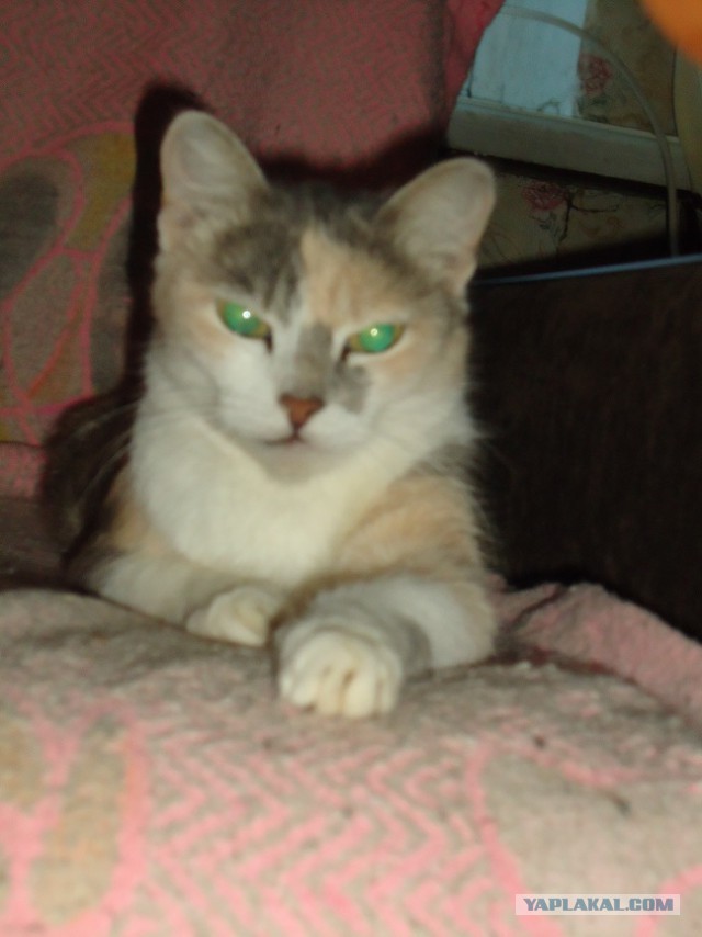 Котовторник