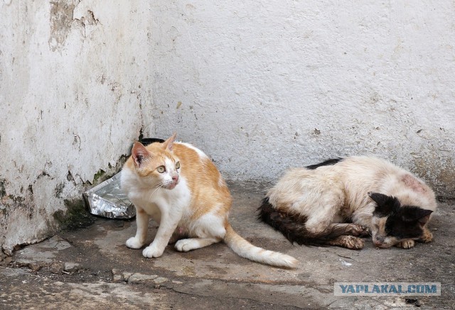 Котовторник 16.02.16