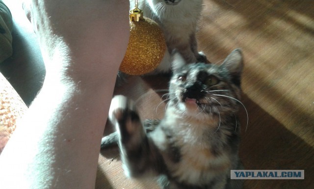 Котовторник 15.03
