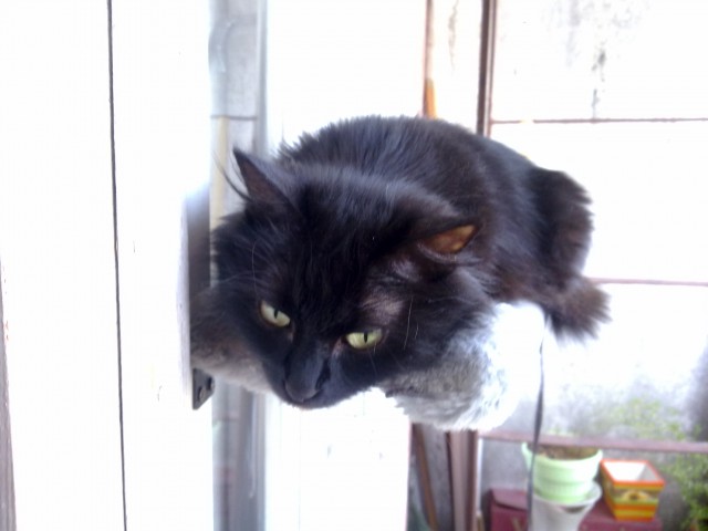 Котовторник 13.12.2016