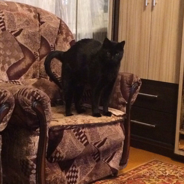Коты и Кошки