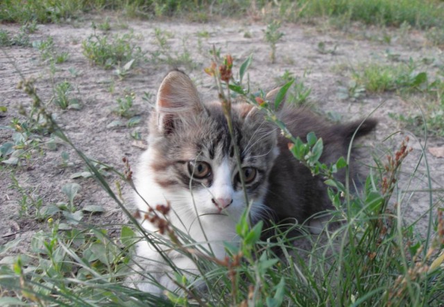 Коты и Кошки