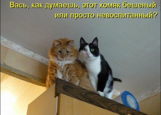 Картинки для поднятия настроения