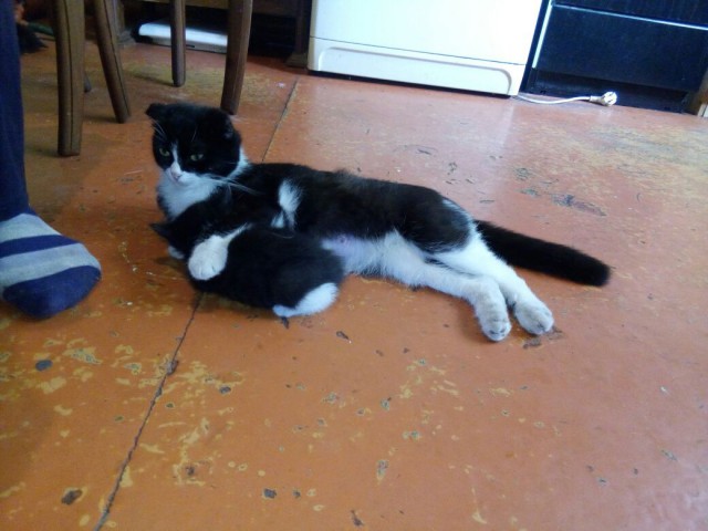Котовторник 22.08.2017 г.
