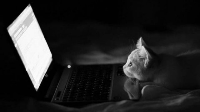 Коты и Кошки