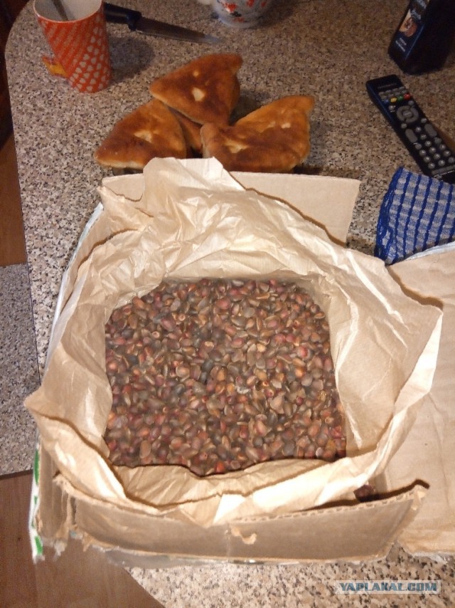 Продам кедровый орех, ядро ореха