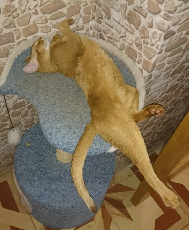 Как спят наши странные коты