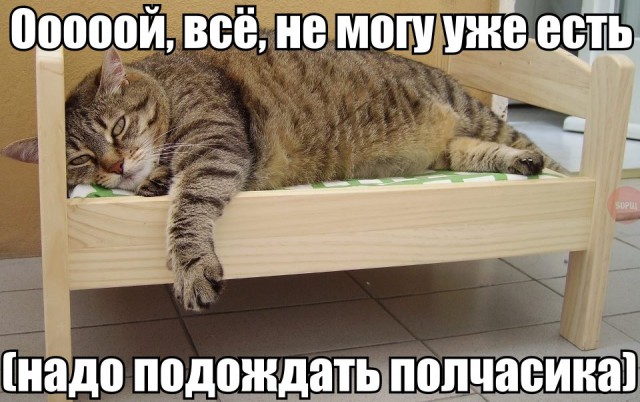 Прикольных котов пост