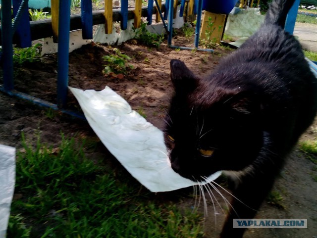 Котовторник 9.01.2018