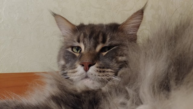 Котовторник  23.01.2018