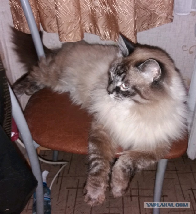 Котовторник 20.02.18