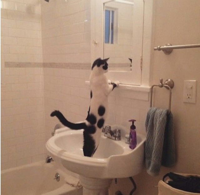 Прикольных котов пост