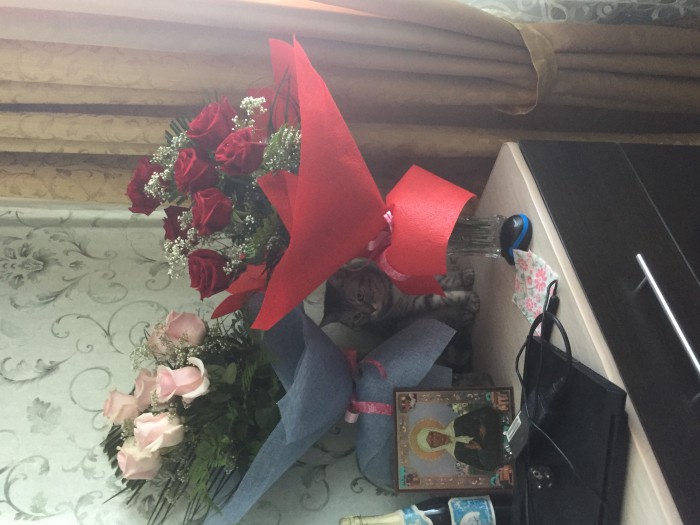 Котовторник 13.03.2018