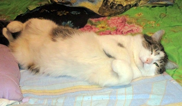 Котовторник 20.03.2018