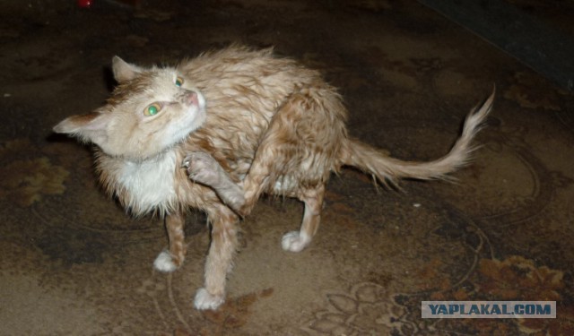 Кот без прикрас