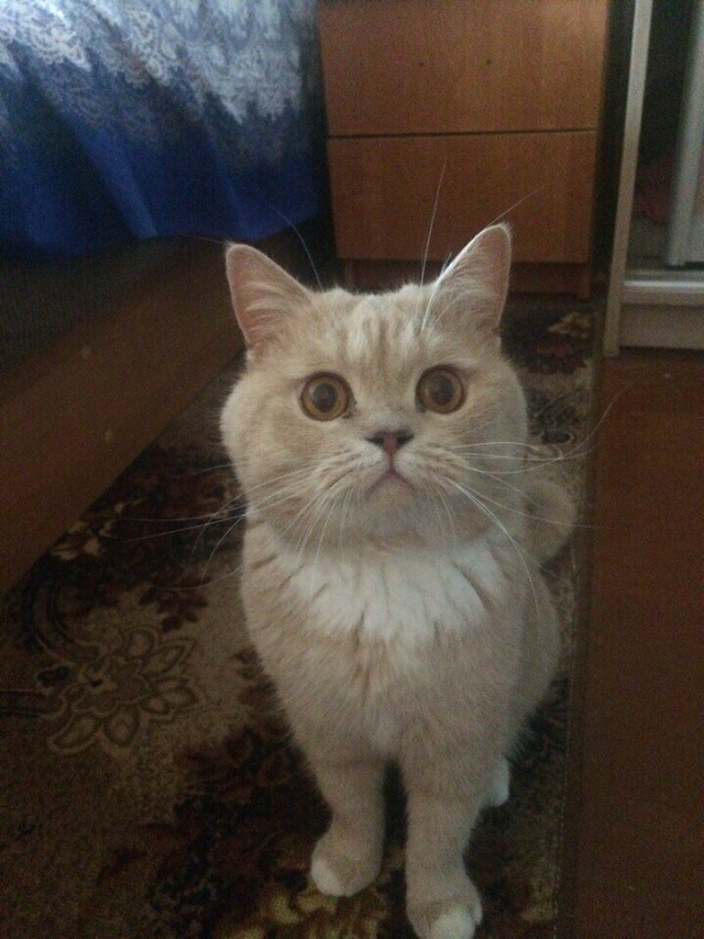 Живность из сети