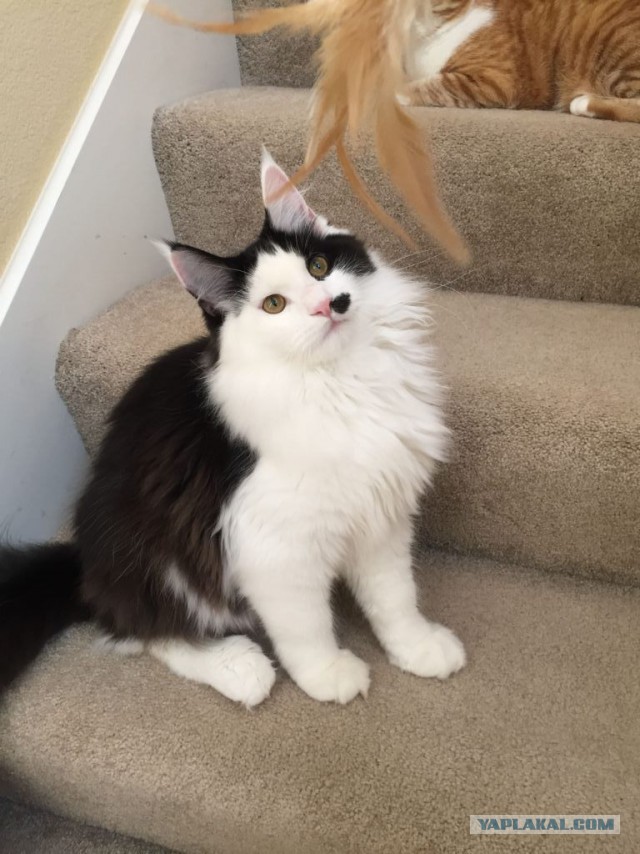 Котовторник 14.08.2018