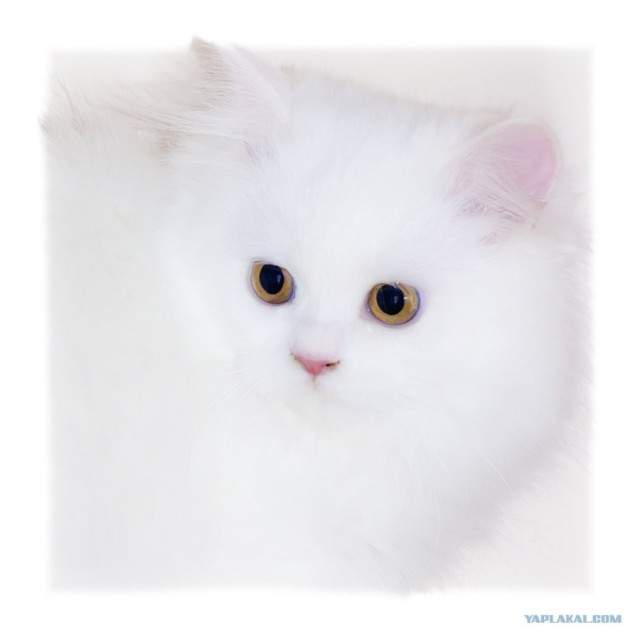 Котятовторник
