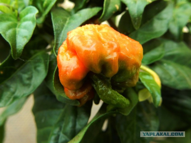 Кулинарная общалка