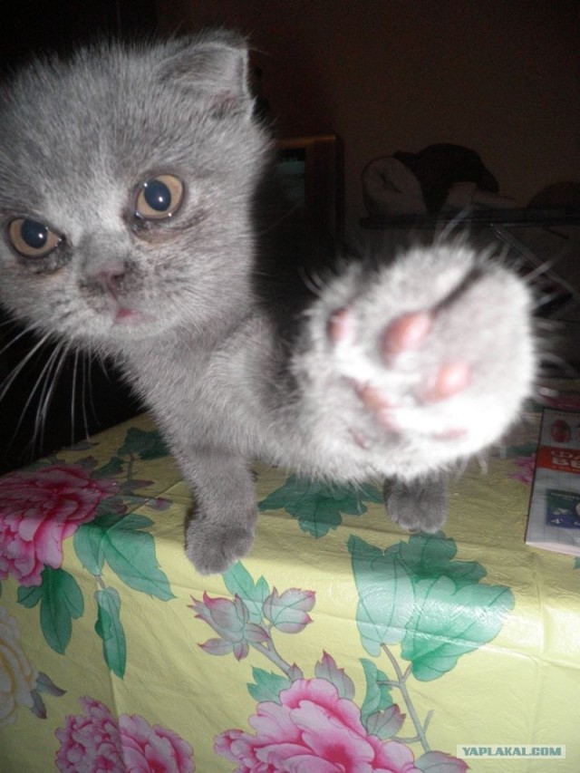 Котовторник в "КотоГетто"