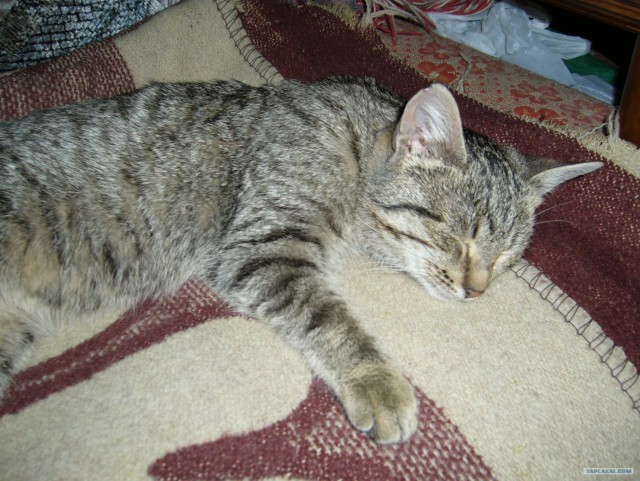 Котовторник 20.12.2011