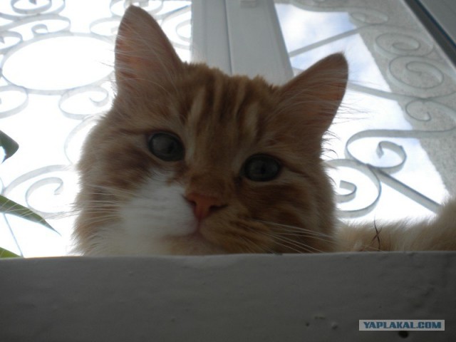 Котовторник 17 января