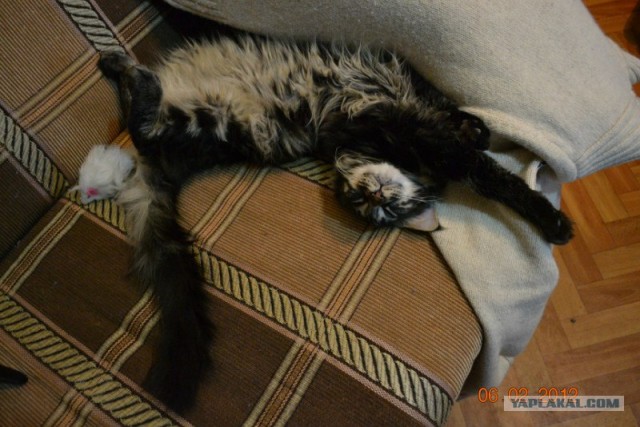 Котовторник (07.02.2012)