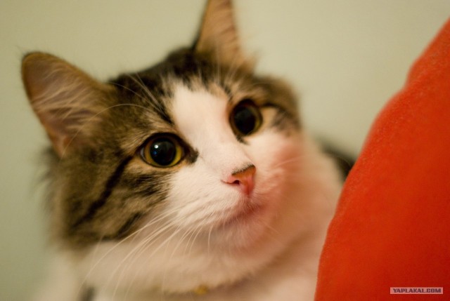 Котовторник (28.02.2012)