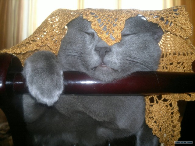 Котовторник 27.03.2012