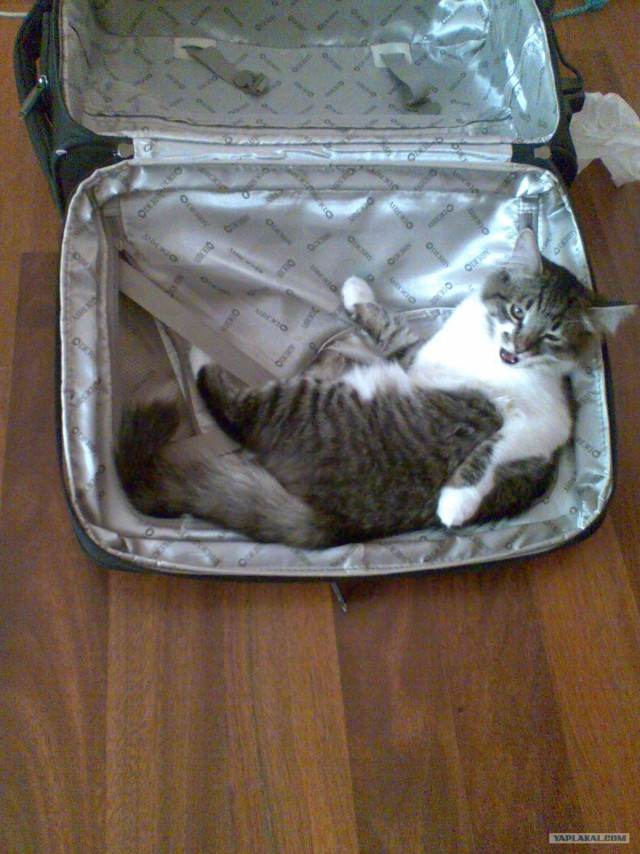 Котовторник  19.06.2012