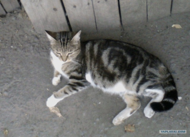 Котовторник 03 07 2012