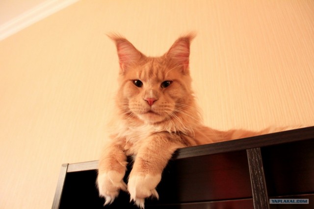 Котовторник  17.07.2012