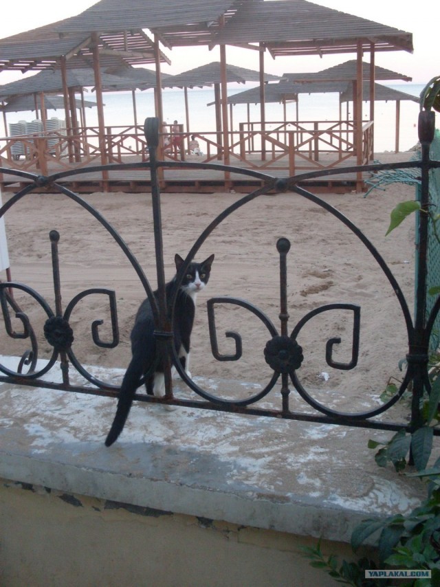 Котовторник 31.07.2012 г.