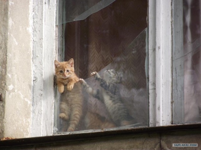 Котонянька и котовторник