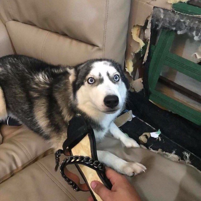 Живность из сети