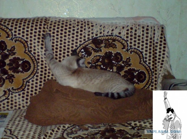 Котовторник 29.01.2013