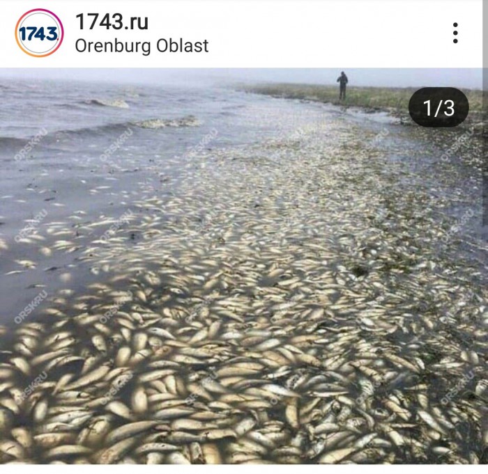 Смотрите, что у нас в Оренобласти творится.