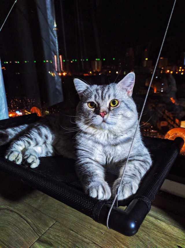Забавные фото котеек