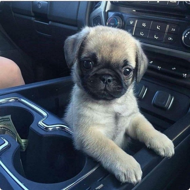 Живность из сети