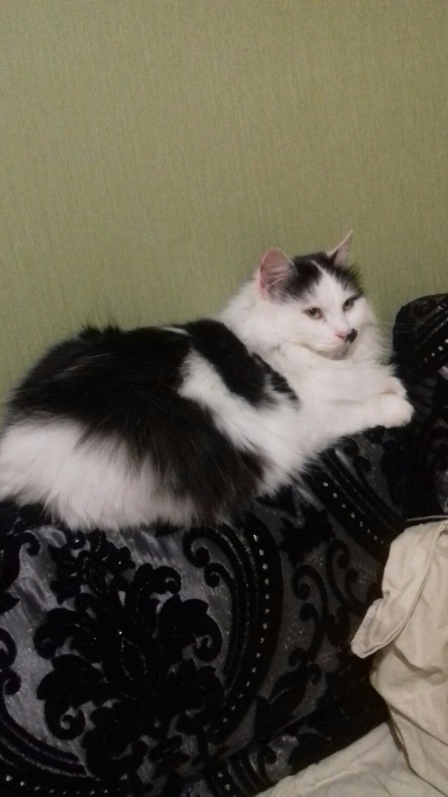 Забавные картинки с котами из сети