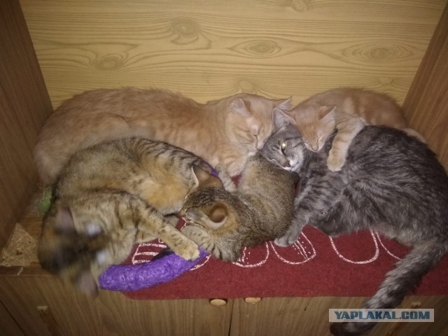 Чуток картинок не про вирус  18.0.  Животные