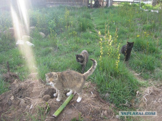 Жизнь домашнего приюта для котеек 290