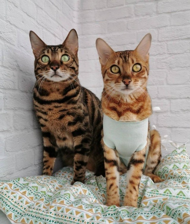 Забавные животные