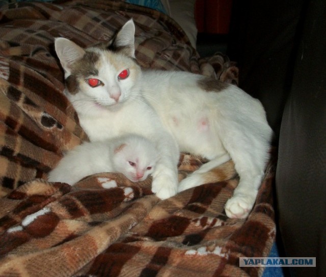 Ну, с котовторником!