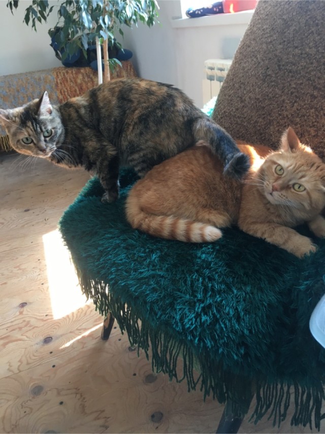 Коты, которые спят где попало и как попало