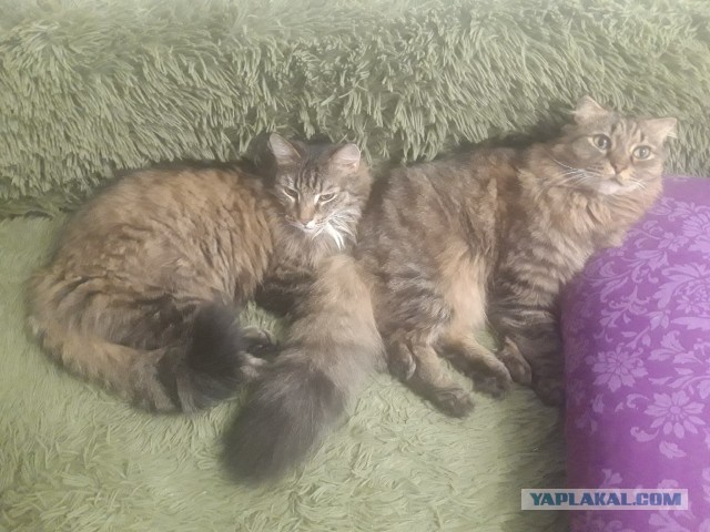 Подобрашка к котовторнику