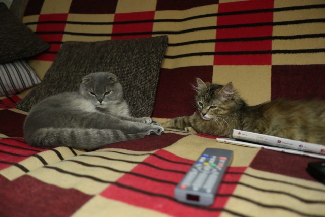 Котовторнику быть!