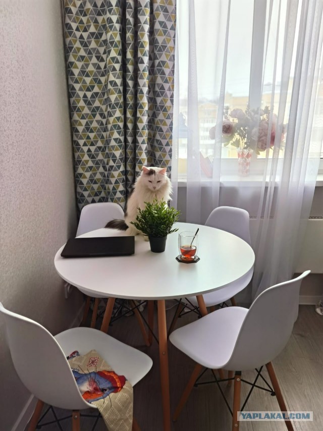 Всех с праздничком, но про котовторник не забываем))