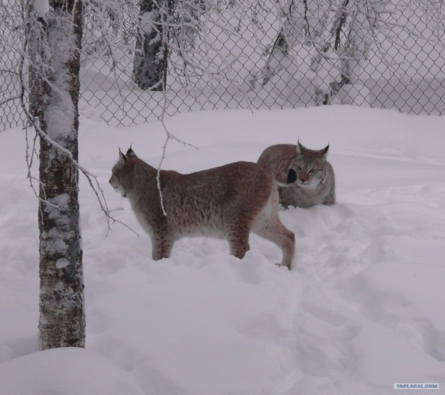 Мужики спасли рысь